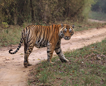 Indian Wildlife Tour