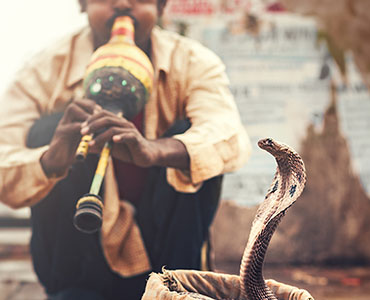 Snake Dance in India